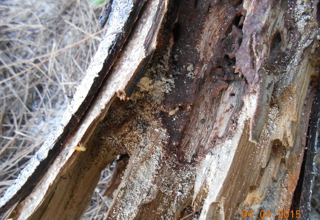 Wood framing showing termite galleries and damaged grain